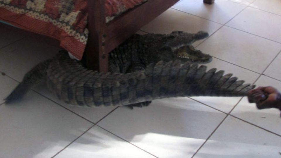 Look what's under the bed: Guy Whittall had an unexpected guest in 2013