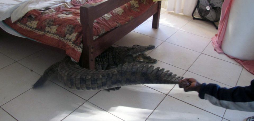 Look what's under the bed: Guy Whittall had an unexpected guest
