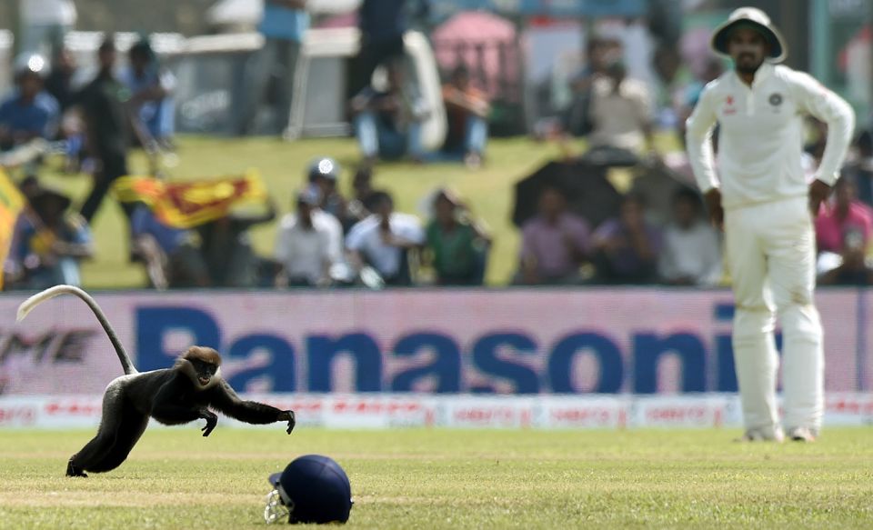Primate position: a langur invades the field in Galle