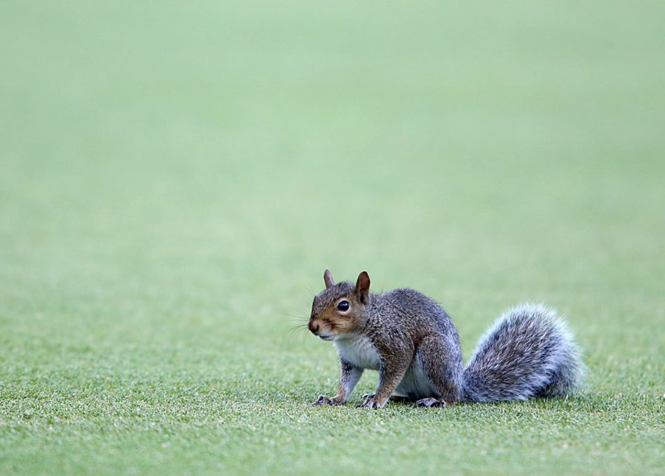 Going nuts: this chap spent much of South Africa's innings running around the outfield