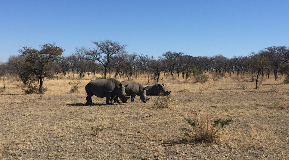 Creature feature: a rhinoceros with her calves
