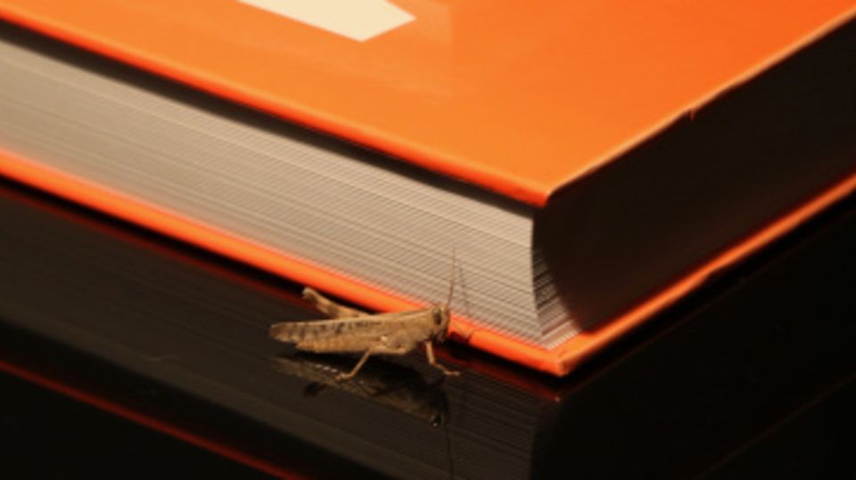 A cricket next to a book