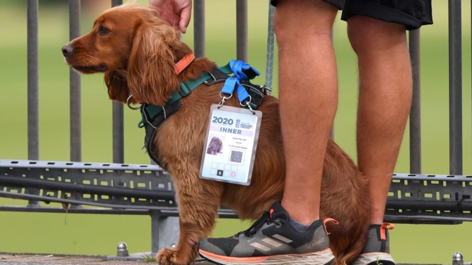 Winston, who belongs to Ageas Bowl head groundsman Simon Lee, at the venue