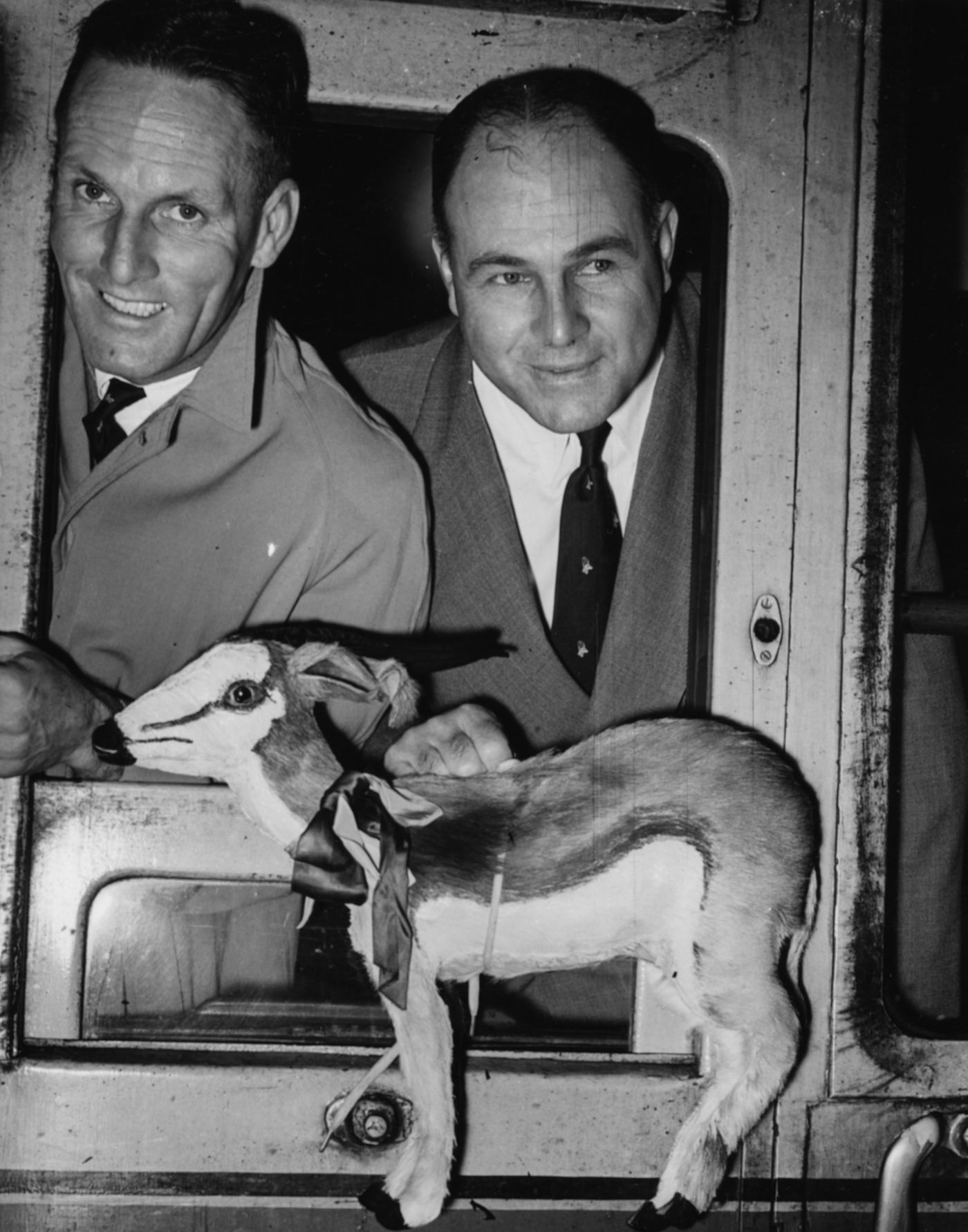 Dudley Nourse and Eric Rowan lean out of their train carriage window holding a springbok toy as they begin the journey home from Waterloo Station