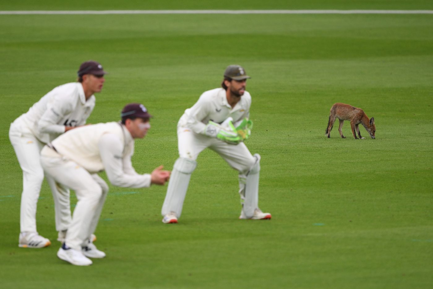 Surrey's slip cordon and a fox