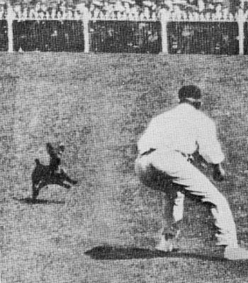 Clem Hill tries to catch an invading dog during the fourth Test at Melbourne in 1908